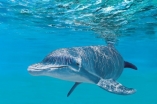 12639 NPI-34031-Dolphin Surface  